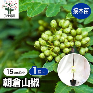 yzqR ( 炳񂵂傤 gQR ) ̕c 15cm|bgږؕc 1{ 1N ږؕc o Rc 񂵂傤c l엿 ԎR lR R ؎R Ӟ 