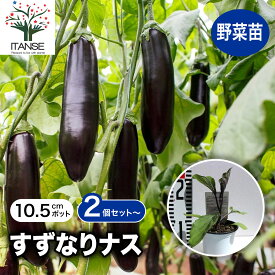 【送料無料】夏植えすずなりナス ( 長ナス ) 野菜苗 9cmポット実生苗 耐暑性 強健品種 ナス苗 なす苗 ナスビ苗 なすび苗 茄子苗 家庭菜園 ガーデニング ベランダ 簡単栽培 鉢植え 庭植え プランター 人気 品種 送料無料 即納