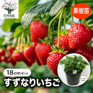 【送料無料】すずなりいちご 大苗 野菜苗 18cmポット 1個 いちご苗 イチゴ苗 苺苗 ストロベリー いちご狩…