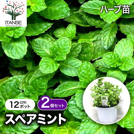 【送料無料】スペアミント ハーブ苗 BN硬質12cmポット 2個セット ミント苗 大苗 ドライハーブ 農園 グランドカバー ベランダ 庭園 アロマテラピー ハーブティー 露地 料理 レシピ 寄せ植え 送料無料 即納