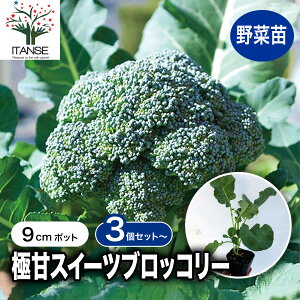 y}\N[|zzzɊ!XC[cubR[̕c ؕc9cm|bg t[c݂̓xŗ̎ɂȂŐVubR[i!ɊNo.1Q͂s܂ŊÂ HA ~