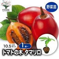 【送料無料】トマトの木 ( タマリロ ) の苗 10.5cmポット 自根苗 果樹苗 タマリロ苗 たまりろ苗 ベランダ…