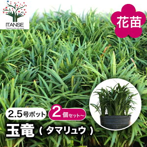 yzʗ ( ^}E ) ԕc 2.5|bg c ̕c OhJo[̕c ʗ ^}E qEmqQ `{WmqQ MNE WmqQ  [