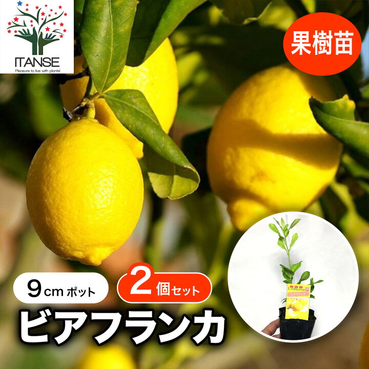 楽天市場】【マラソン期間P5倍】大実レモン ビアフランカ 果樹苗 9cm 