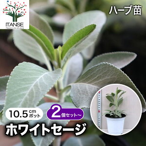 yzzCgZ[W ( TrA AsAi ) 10.5cm ŊȒPIĂ₷10.5cm|bgn[ucV[YI  傫 Iʂǂ̂ŁAĂ₷IS҂ɂIXX̃n[