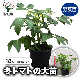 【ポイント2倍★マラソン期間】これだけでOK！冬トマト 野菜苗 18cm硬質ポット大苗1個 トマト専用肥料付 ミニトマト苗 矮性 窓辺 室内 ベランダ キッチン 料理 レシピ 栽培キット 栽培セット プレゼント ギフト 贈答 送料無料 即納