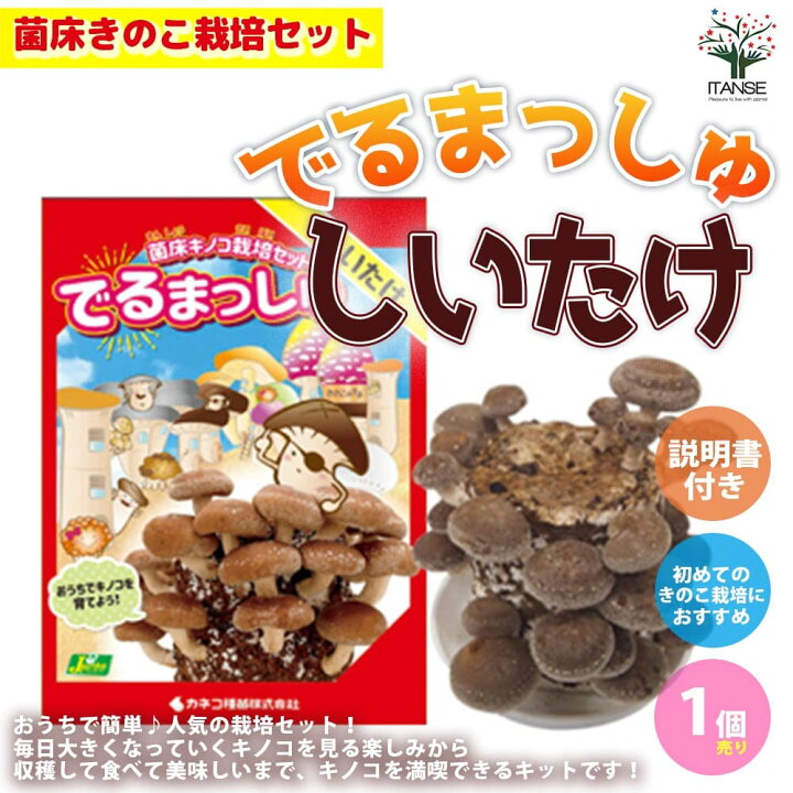 楽天市場 送料無料 菌床きのこ栽培セット でるまっしゅ しいたけ 野菜の苗 セット内容 しいたけ菌床ブロック 説明書 ビニール袋 1個売り キノコ きのこ狩り 栽培キット プレゼント ギフト 植物販売のｉｔａｎｓｅ楽天市場店