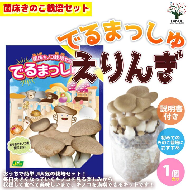 楽天市場 送料無料 菌床きのこ栽培セット でるまっしゅ えりんぎ 野菜の苗 セット内容 えりんぎ菌床ブロック 日向土 説明書 ビニール袋 1個売り キノコ きのこ狩り 栽培キット プレゼント ギフト 植物販売のｉｔａｎｓｅ楽天市場店