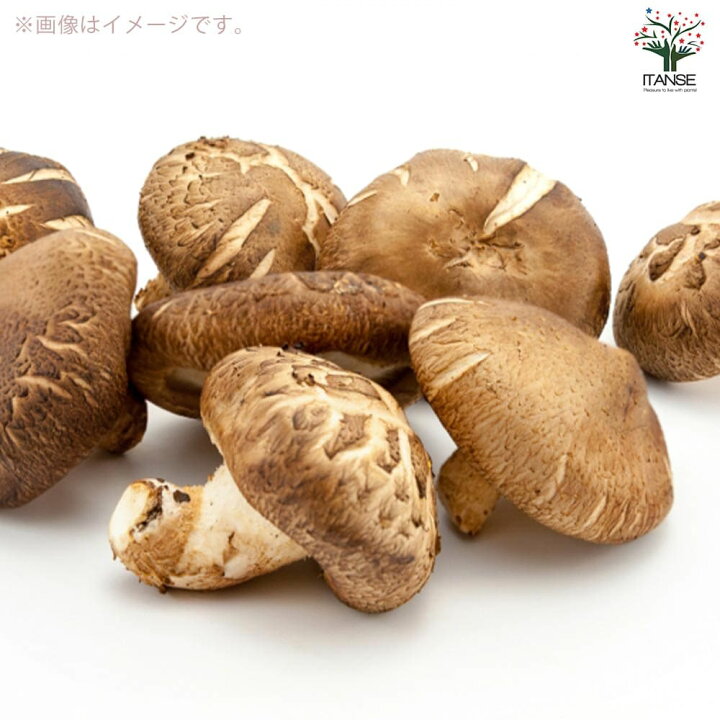 楽天市場 送料無料 おうちできのこ狩り 極旨しいたけ栽培キット 野菜の苗 1個売り キノコ 栽培セット 栽培キット プレゼント ギフト 植物販売のｉｔａｎｓｅ楽天市場店