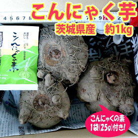 【送料無料】こんにゃく芋 茨城県産土つき 約1kg〜 ( 青果 ) こんにゃくの素セット 送料無料 即納