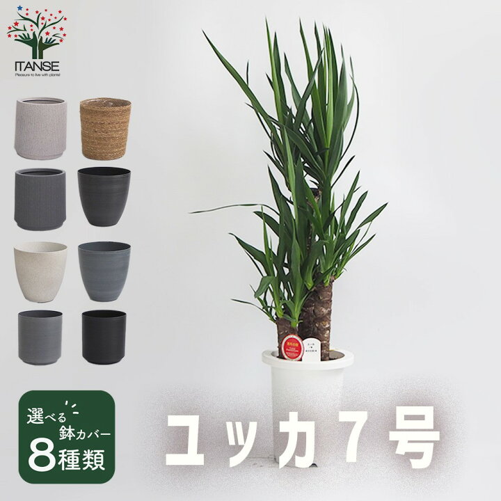 楽天市場】ITANSE 観葉植物ユッカ ( 青年の木 ) 選べる鉢カバー付き 