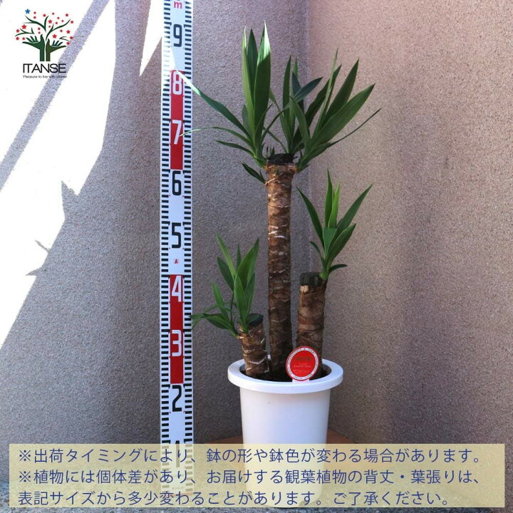 楽天市場】【送料無料】観葉植物ユッカ(青年の木)選べる鉢カバー付き 