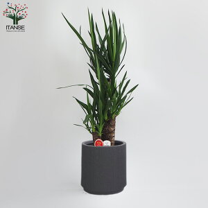 yzϗtA bJ ( N̖ ) Iׂ锫Jo[t ϗtA 7vX`bN 1 rO ItBX  CeA ^  IV Ă₷ j j 