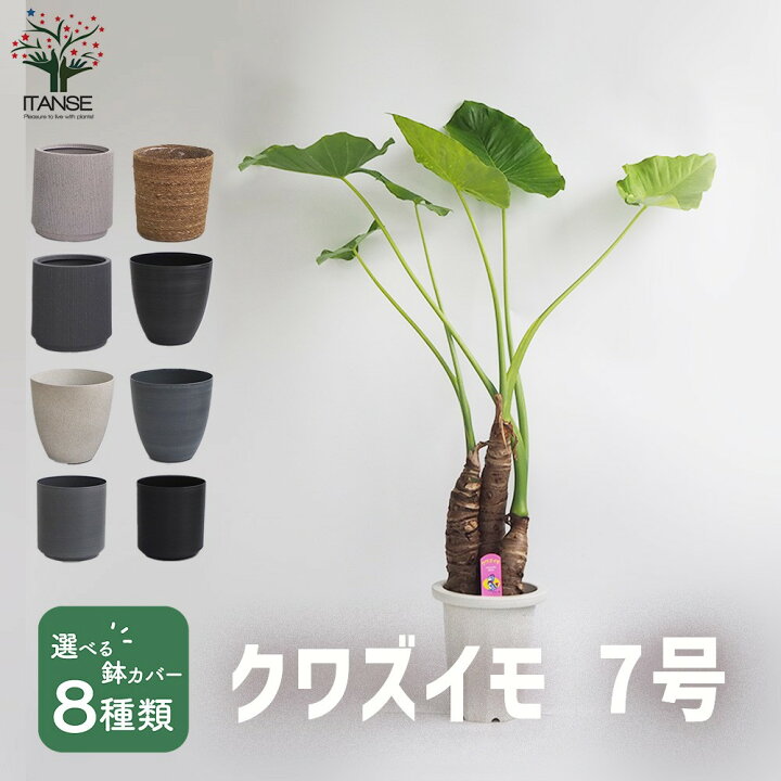 楽天市場】【マラソン☆P5倍】クワズイモ 観葉植物 7号プラスチック鉢 