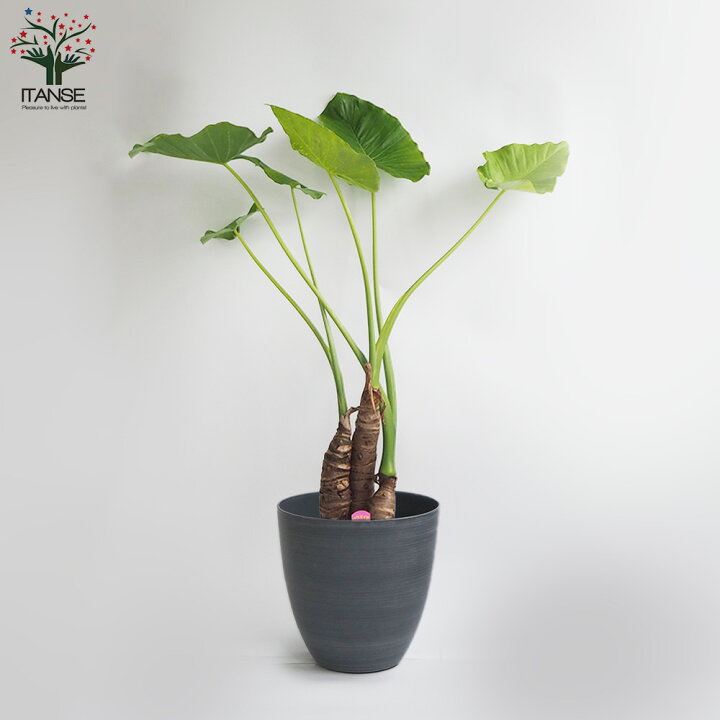 楽天市場】【送料無料】クワズイモ 観葉植物 7号プラスチック鉢 中型 1 