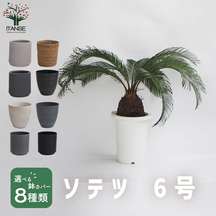 楽天市場】【マラソン☆P5倍】観葉植物 ソテツ 観葉植物 6号鉢 