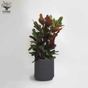 yzNg GNZg ^ ϗtA 7 1 rO ItBX  CeA ^  S Ă₷ K[fjO j j zj v[g lC 