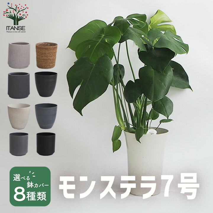 楽天市場】【送料無料】モンステラ 中型 観葉植物 7号鉢 1個 リビング 