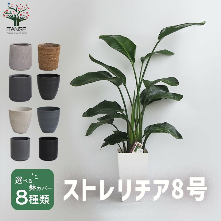 楽天市場】【送料無料】ストレリチア オーガスタ 大型 観葉植物 8号鉢 