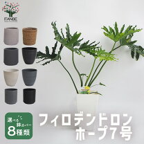 楽天市場】観葉植物 セローム 7号の通販