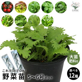 【送料無料】これだけでOK！選べる人気の野菜苗12品種！ 5〜6号硬質ポット 大苗1個 肥料付き 冬トマト わさび菜 レタス ルッコラ スイートバジル サラダ春菊 サラダ京水菜 クレソン イタリアンパセリ アイスプラント 室内 ベランダ 送料無料 即納
