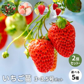 【SS★10％OFF】人気いちご苗 品種で選べる 3〜3.5号ポット 2個セット〜 すずなりいちご 桃薫 章姫 紅ほっぺ とちおとめ 果樹苗 果物苗 家庭菜園 送料無料 即納