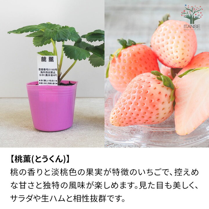 楽天市場】【送料無料】人気いちご苗 品種で選べる【3〜3.5号ポット 