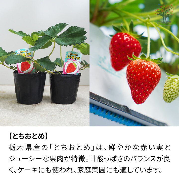 楽天市場】【送料無料】人気いちご苗 品種で選べる【3〜3.5号ポット 