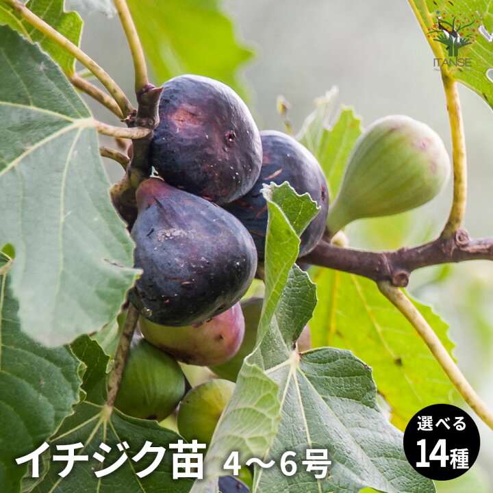 楽天市場】【送料無料】イチジク苗 選べる人気品種 果樹の苗木 4〜5号 