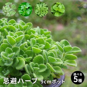y}\ԁ|Cg5{zn[u 9cm|bg Iׂ5 3Zbg 6Zbg 9Zbg [ 炸 lR炸 A炸 SLu炸 炸 ] Q΍ ǔL΍  n