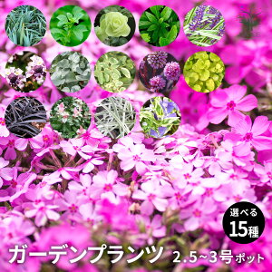 yzIׂANZgK[fvc ԕc 2.5 ` 3|bg 2 ` 48Zbg ō tbL\E IKm qC_\E vxbg |Si ʗ V}LA ncLJY