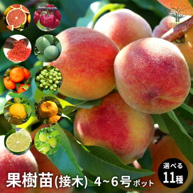 楽天市場】【マラソン期間P5倍】 ブルーベリー フェスティバル 