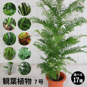 yzIׂlC̊ϗtA 7 1 KW} RfBl TXxA bJ NYC ^}V_ AXvjE Ng TfA[iS[h Vi VNW