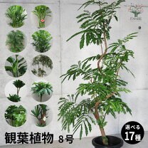楽天市場】エバーフレッシュの通販
