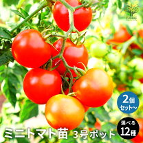 楽天市場】ミニトマト アイコ苗の通販