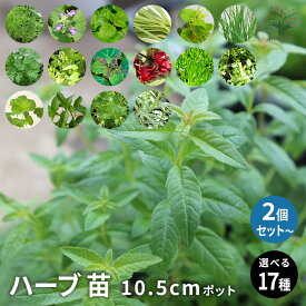 【送料無料】選べるハーブ苗 2個セット 4個セット 3.5号ポット ディル キャットニップ レモンバーベナ レモンバーム レモングラス ツボクサ ( ゴツコラ ) チャイブ チャービル フレンチタラゴン イタリアンパセリ ハーブ 苗 ガーデニング 送料無料 即納
