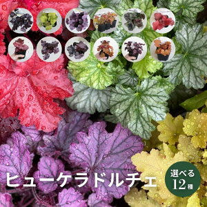 yzq[Ph`F 1`6 3|bg iőIׂ ԕc J[[t N OhJo[ AbvVu[Xg Vo[f[N XEB[gvZX `F[R|