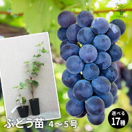 【送料無料】ぶどうの苗 選べる人気品種 果樹の苗木 12〜15cmポット 1個 ピオーネ シャインマスカット 紅…