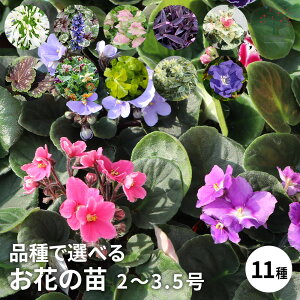 yzlCԕc iőIׂ 2`3.5|bg AKpTX AWK IKm ZgNAZA Zg|[A JY rI q[Ph`F X~ V}LA X K[