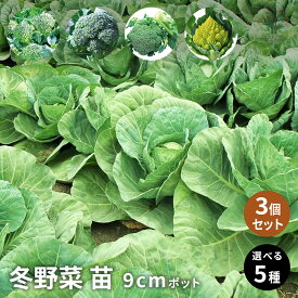 【送料無料】選べる冬野菜苗 野菜苗3号ポット 3個セット ブロッコリー スイーツキャベツ カリフラワー 家庭栽培 家庭菜園 ガーデニング ブロッコリー苗 キャベツ苗 秋植え 冬植え 自宅 野菜栽培 ベランダ 鉢植え 地植え 送料無料 即納