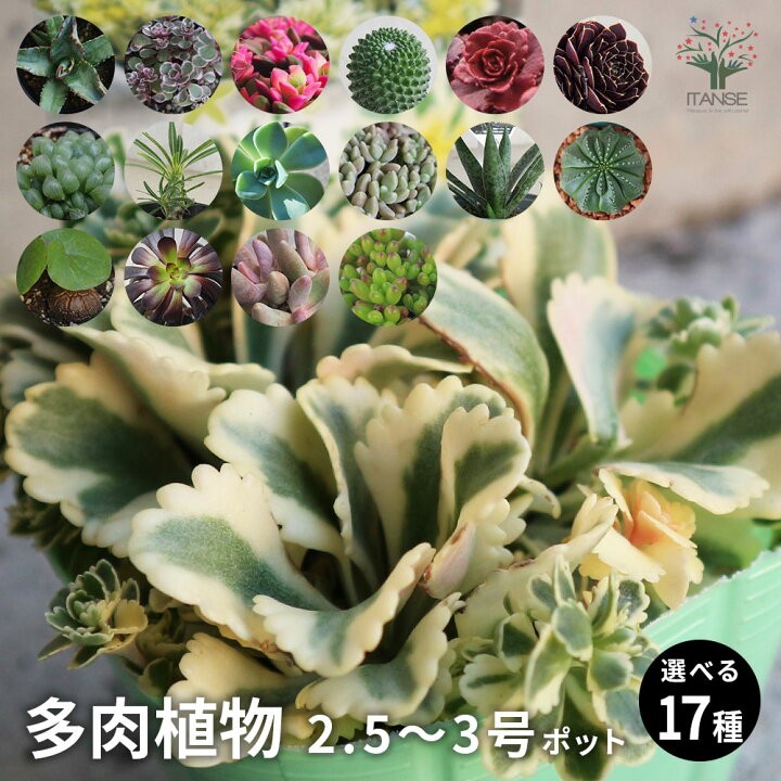 楽天市場】ITANSE 多肉植物 選べる人気品種 2.5〜3号ポット アガベ 