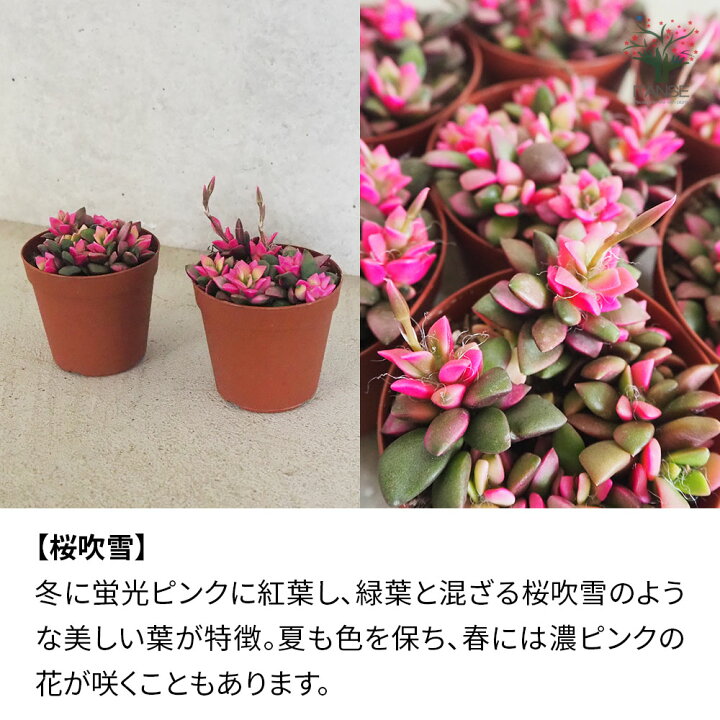 楽天市場】ITANSE 多肉植物 選べる人気品種 2.5〜3号ポット アガベ 