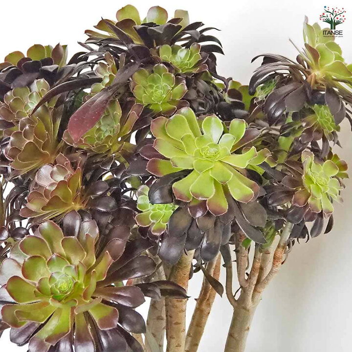 楽天市場】【マラソン期間P5倍】黒法師(サンシモン) 【 多肉植物 7号 