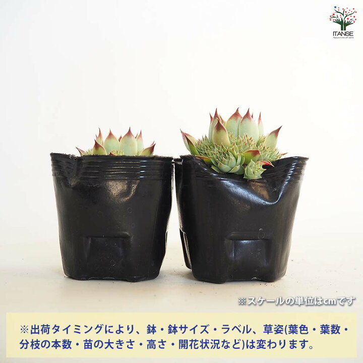 楽天市場】【送料無料】センペルビウム ティヒ 【 多肉植物 3号 