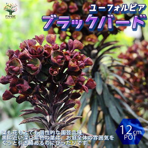 yz[tHrA ubNo[h ԕc 12cm|bg 1 [tHrA ^X}jA^CK[ ubNo[h Vo[X EtFj[ ϊN ԕc Ԗ c 