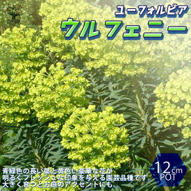 楽天市場 多年草の通販 楽天市場 多年草の通販