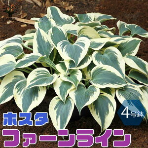 苗 ギボウシ 宿根草 苗の人気商品 通販 価格比較 価格 Com