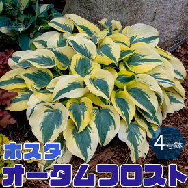 楽天市場 ギボウシ 鉢の通販