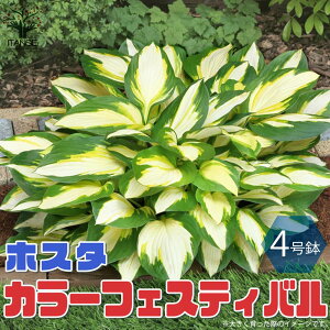 苗 宿根草 ギボウシ 苗の人気商品 通販 価格比較 価格 Com
