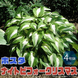楽天市場 ギボウシ 苗の通販